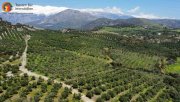 Agia Galini Kreta, Ag. Galini Olivenhain 130.000 m². Grundstück kaufen